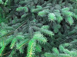 Background, texture of green coniferous branches. Photo