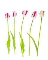 Pink and white motley tulips isolatedon white photo