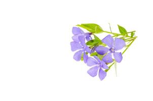 Small pastel lilac flowers isolated on white background. photo