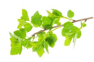 Branch of Physocarpus opulifolius with green leaves on white background. photo