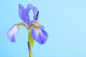 Blue fresh garden irises on bright paper background. photo