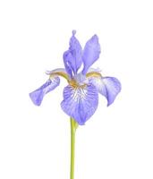 Blue fresh garden irises on bright paper background. photo