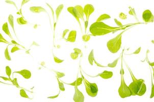 Green leaves of cornsalad isolated on white background photo