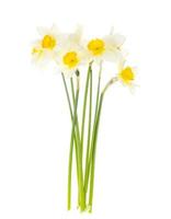 Tender spring garden daffodils on white background. photo
