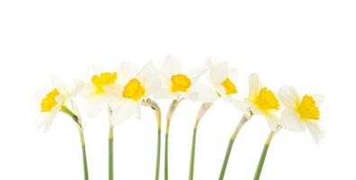 Tender spring garden daffodils on white background. photo