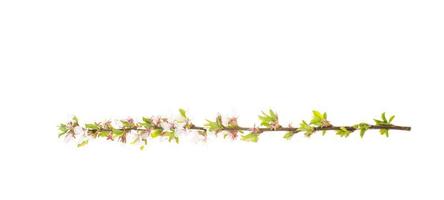 Prunus tomentosa branch with green leaves and blossoming tender flowers. photo