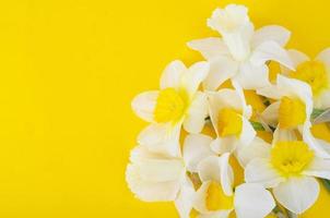Pale light flowers of daffodils on bright yellow background photo