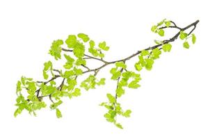 Branch of currant, gooseberry with young green leaves on white background. photo