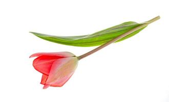 One pink garden tulip isolated on white background. photo