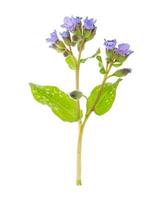 Blue flowers Pulmonaria officiated isolated on white background photo