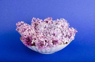 Blooming lilac branches on bright background. Studio Photo