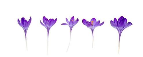 Purple crocus flowers isolated on white background.
