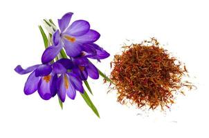 Spice saffron and fresh crocus flowers isolated on white background. photo