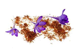 Spice saffron and fresh crocus flowers isolated on white background. photo