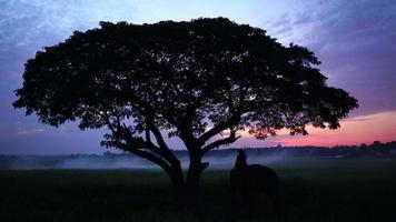 Thailand Beautiful tree silhouette green field and elephant