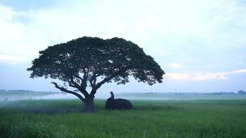 momento do elefante da Tailândia e a silhueta da árvore no campo de arroz verde. video