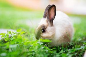 Rabbit was eating tops grass on green lawn. photo