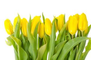 Yellow tulips isolated on white background. photo