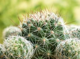 Primer plano de plantas suculentas especies de cactus mammillaria gracilis