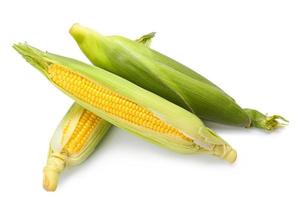 Mazorcas de maíz fresco sobre fondo blanco.