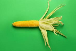 Fresh corn cob on color background photo