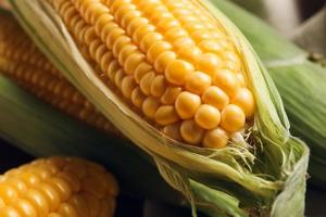 mazorcas de maíz fresco, vista de cerca foto