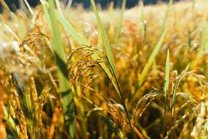 Golden rice fields in the morning before harvesting photo