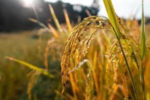 Campos de arroz dorado por la mañana antes de la cosecha. foto