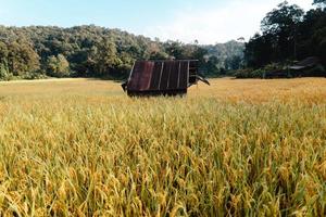 Golden rice fields in the morning before harvesting photo