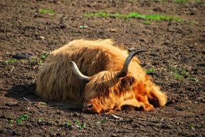 high land cattle sleep photo