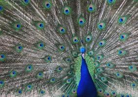 peacock in zoo detail view photo