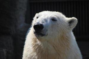 polar bear in the sun photo