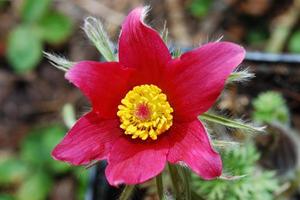 flor de primavera roja foto