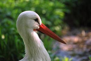 white stork looking photo