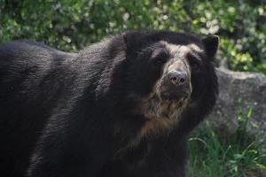 oso negro en el zoológico foto