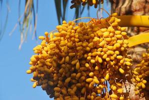 yellow ripe at the beach photo