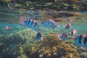 peces de colores en el mar foto