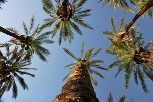 palmeras y cielo azul de vacaciones foto