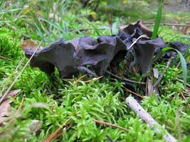black mushrooms in the forest photo
