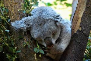 little koala sleeping detail