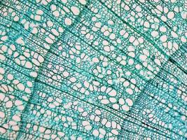 Tilia stem micrograph photo