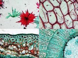 micrografía de manzana, cebolla y madera de pino foto