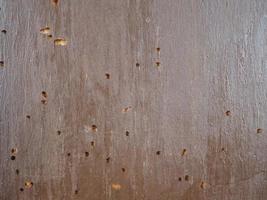 Wood damaged by furniture beetle photo