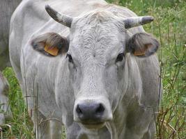 Cow in the grass photo