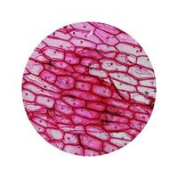 micrografía de epidermus de cebolla