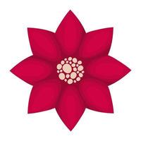 crimson poinsettia design vector