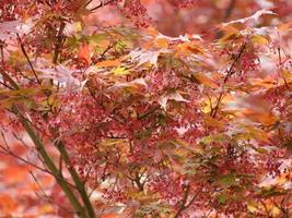 Red maple acer tree photo