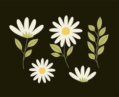 nice deisy flowers vector