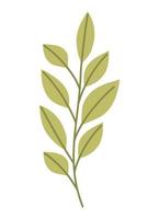 nice leaves branch vector
