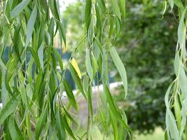 Weeping Willow tree photo